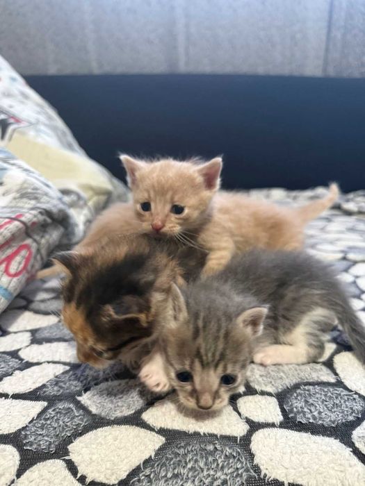 Подаряваме котенца