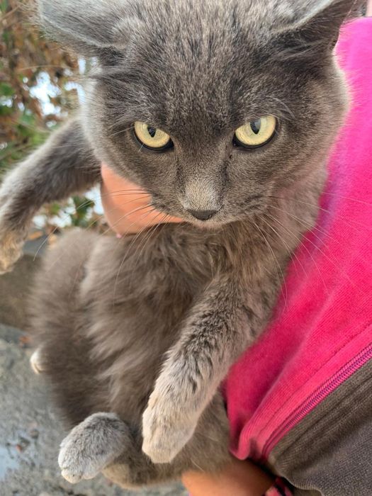 Приблудилась кошечка,ищем хороших хозяев.