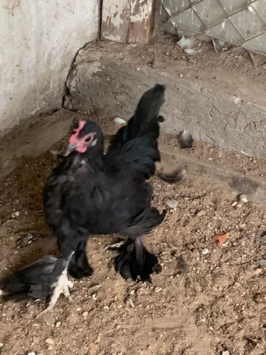 Японские карликовые