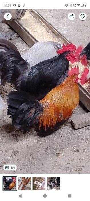 Cocosi chaboo și paduana și pui chaboo