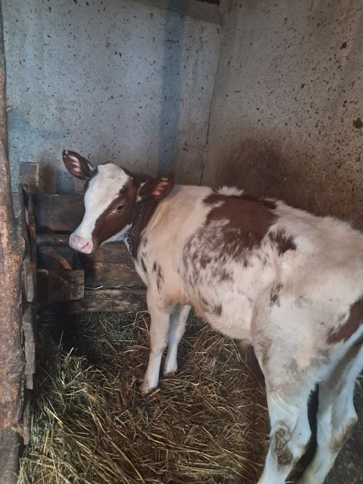 Vand un vitel  de 3 luni