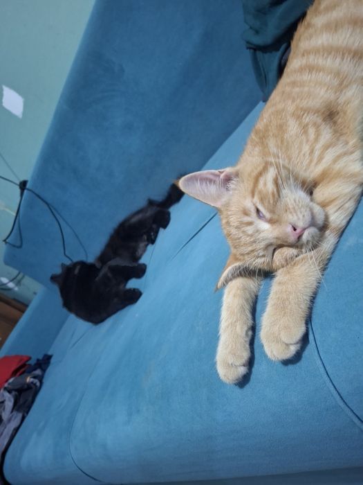Отдам котят в добрые руки