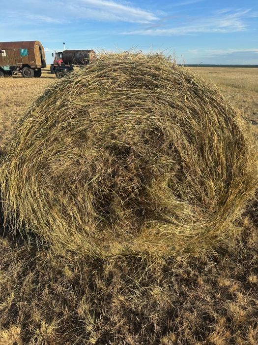 Продам сено в рулонах