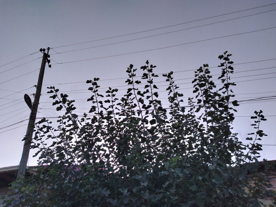 Ӯтин бепул берилади/ Драва бесплатно отдам