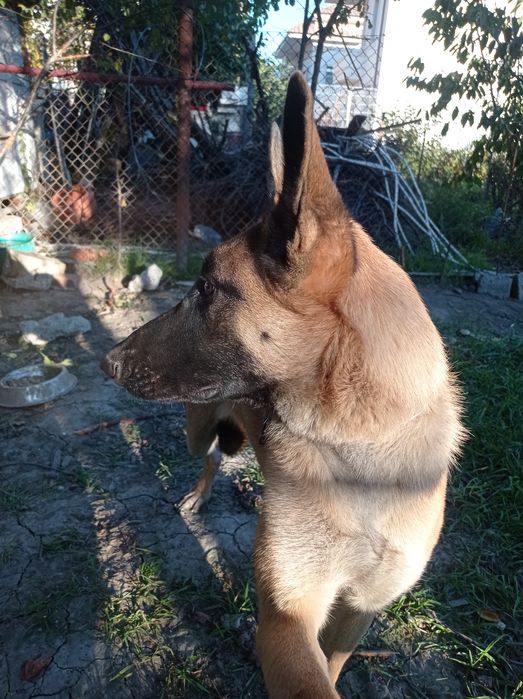 Vând bicicleta cu trei roți