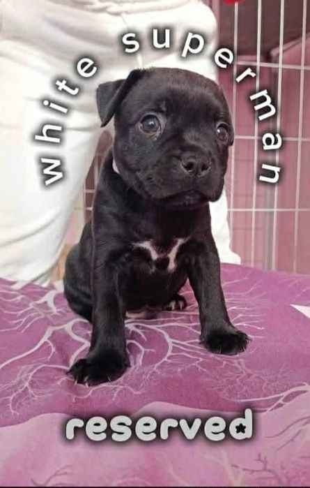 Стафордшир бул териер