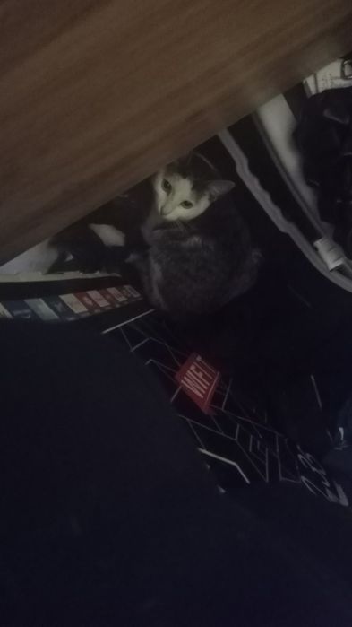 Отдаю в добрые надёжные руки