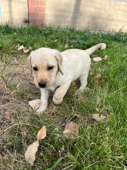 Продам щенка лабрадора