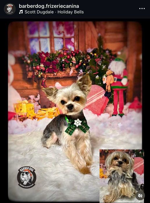 Frizerie canina si felina la domiciliu Bucuresti/Ilfov