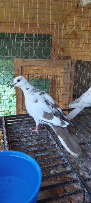 Vand turturele razatoare