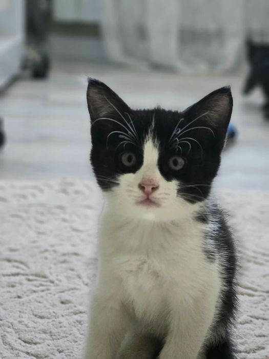 Котята 1 месяц девочка и мальчик
