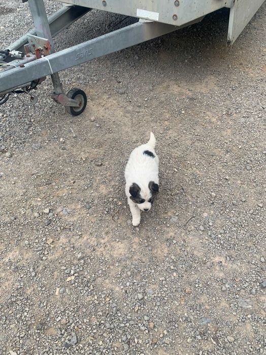 Подарявам кученце София