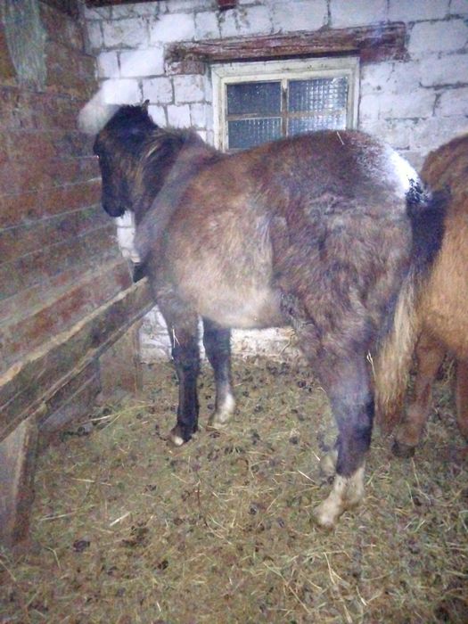 Продам жабагы еркек ургашы.