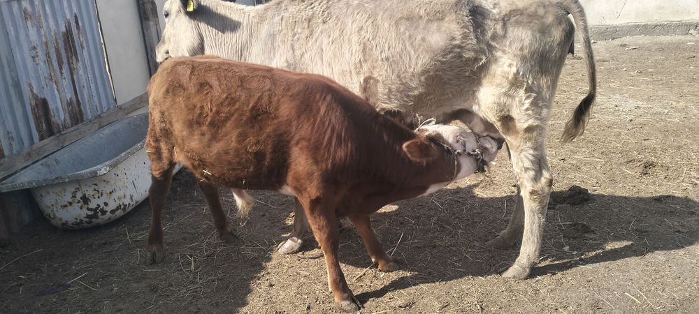 Әулиекөл сиыр малы баспагымен сатылады