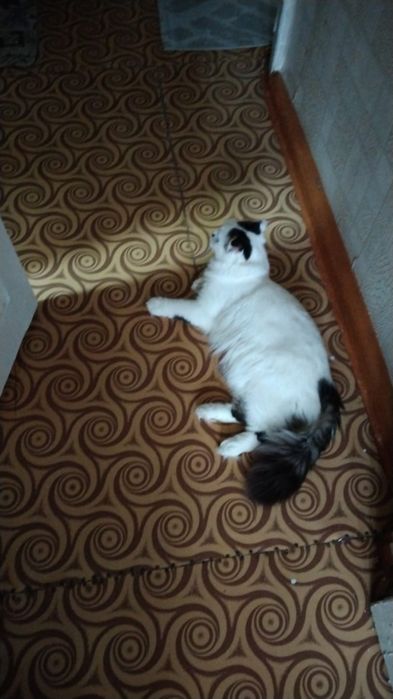 Нашли кошку, отдам в добрые руки