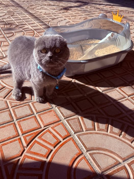 Котик , кошка скоттиш шотландский