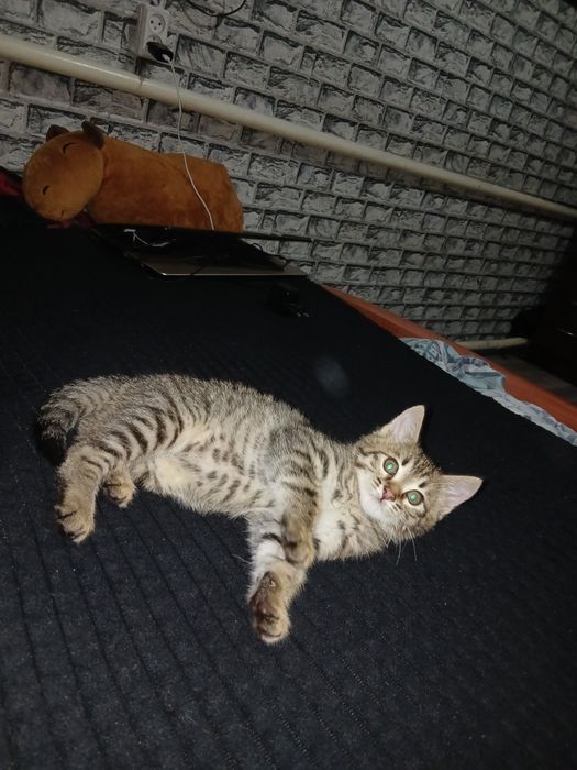 Отдам котёнка в добрые руки