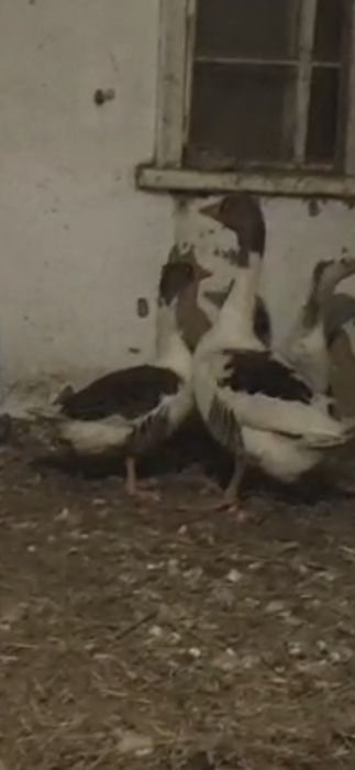 Гуси домашние молодняк