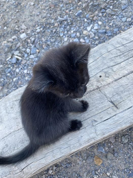 котенки бесплатно