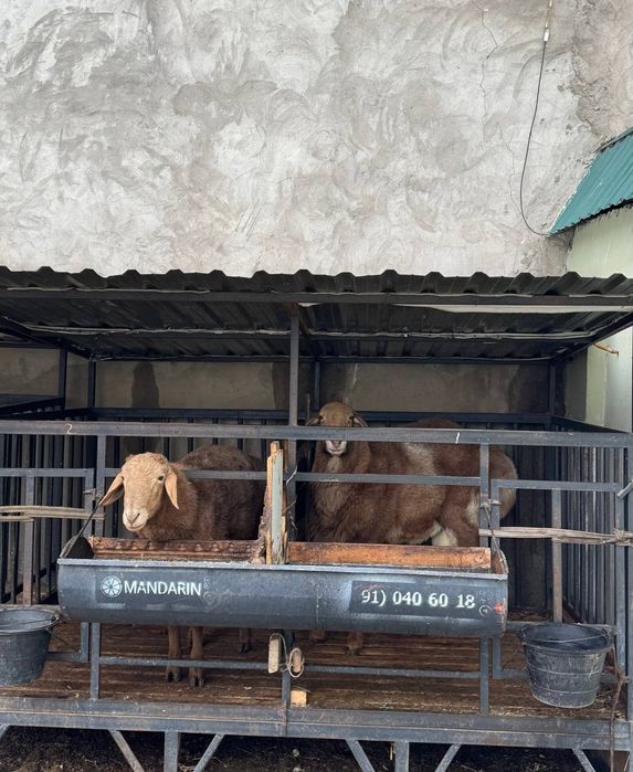 Кочкорла сотилади