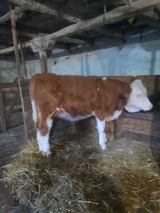 Vând junincă bălțată românească