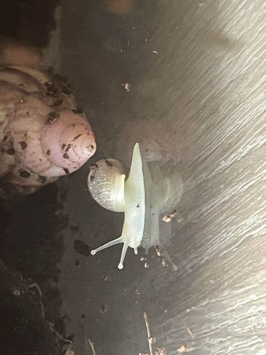 Бебета африкански охлюви