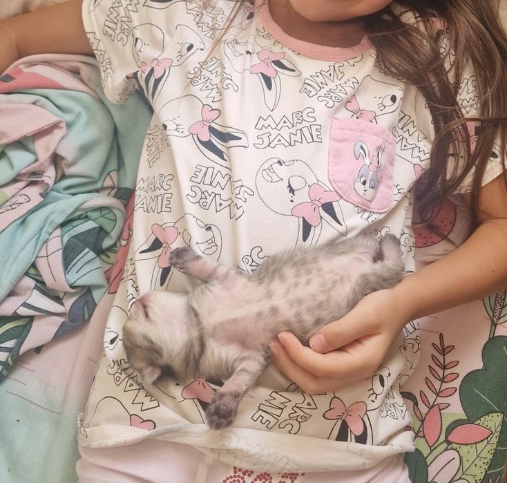 Котята котята котята