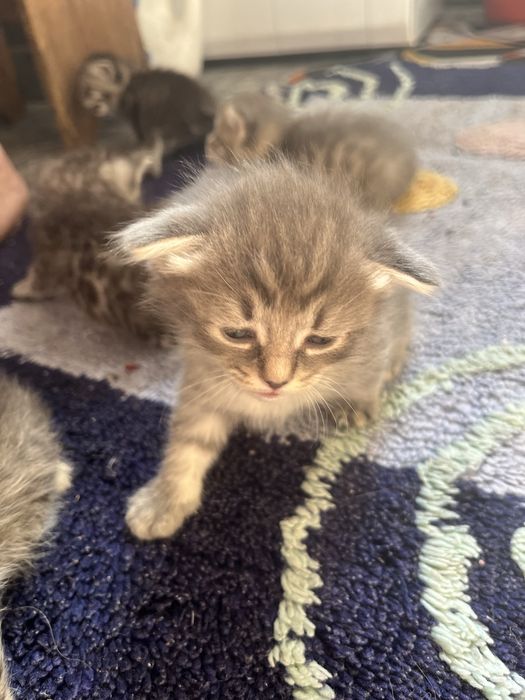Отдам котят в добрые руки