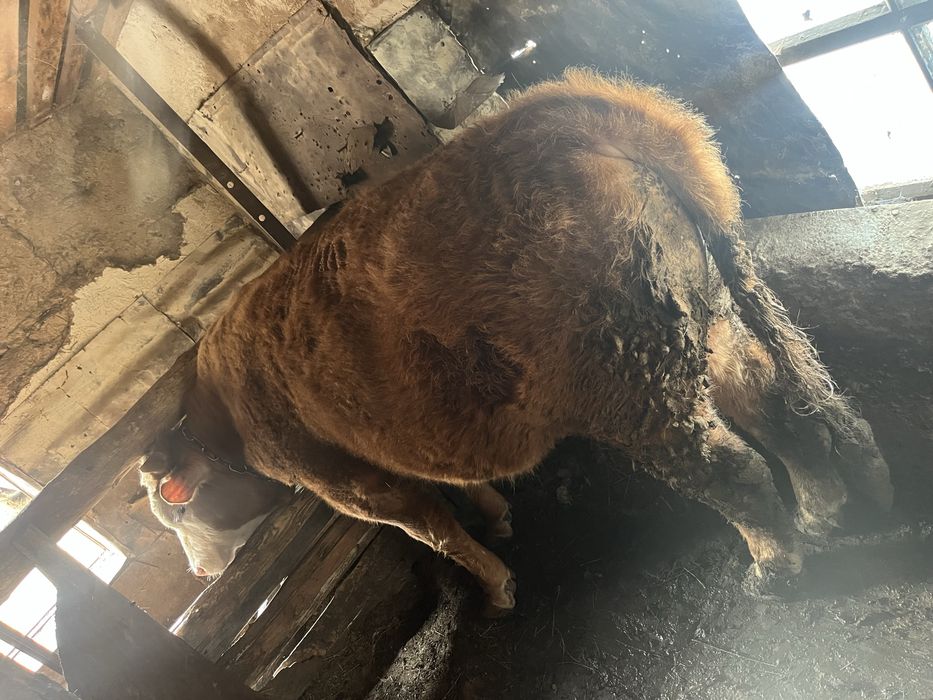 Продам бычки (бұқалар)