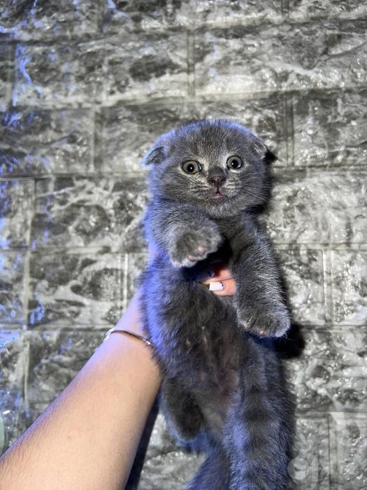 Продаю котят скоттиш-фолд