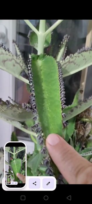 Продам лечебнное растения каланхоэ