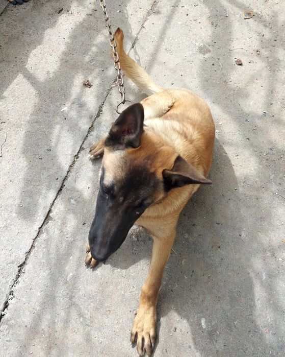 Продам бельгийскую овчарку(Малинуа)