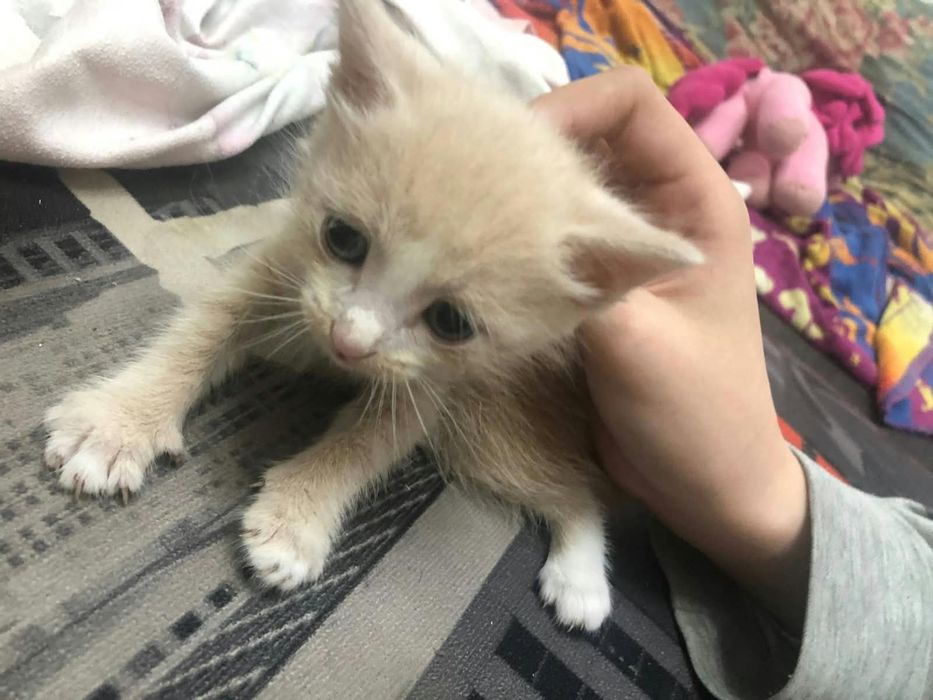 котики хорошие  даром