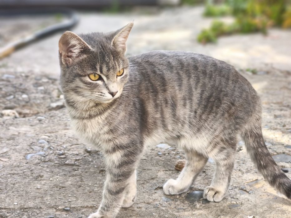 Отдадим котят в хорошие руки