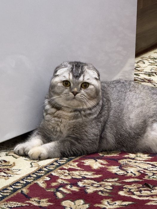 Элитная породистая кошка вислоухая скоттиш фолд серебристая девочка