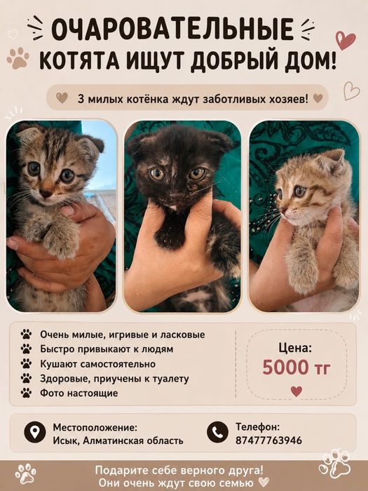 Котята пародистые