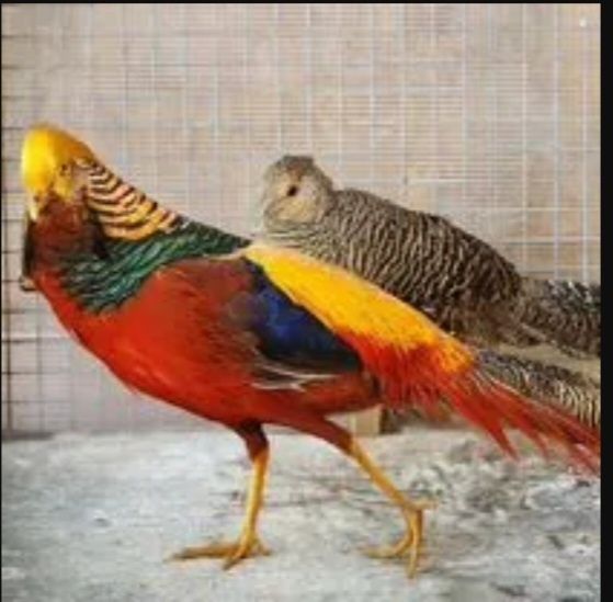 Лимонные фазаны в паре