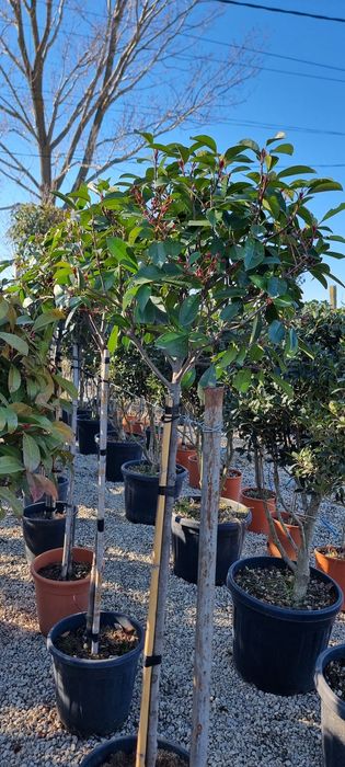 Tuia, photinia,platan, leylandi