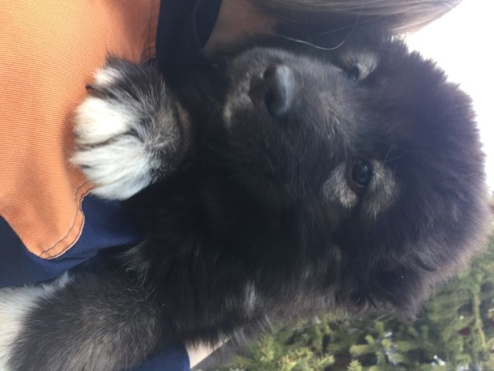 щенки кавказской овчарки