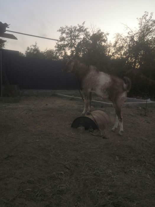 Англонуб теке  сатылады