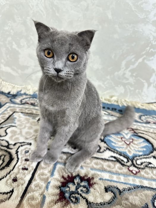 British shorthair
