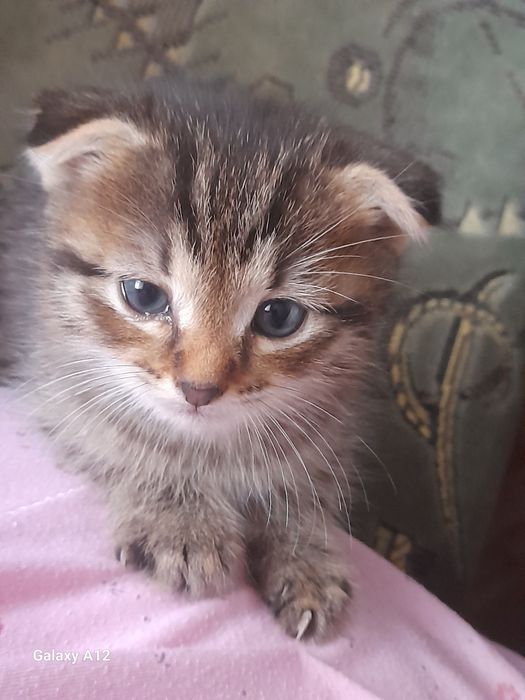 Котик в добрые руки