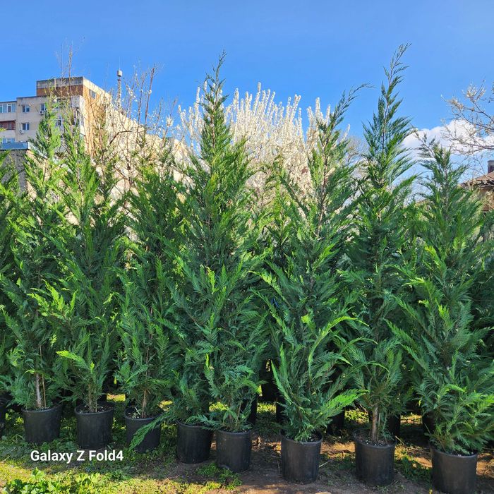 Leylandii la ghiveci ideal pentru gard viu rapid si dens diferite culori