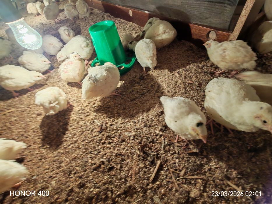 Перепела белый гигант