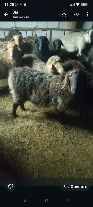 Продам барана матку