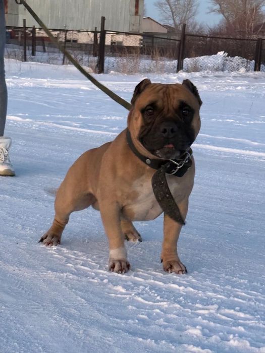 Американский булли покет для вязки