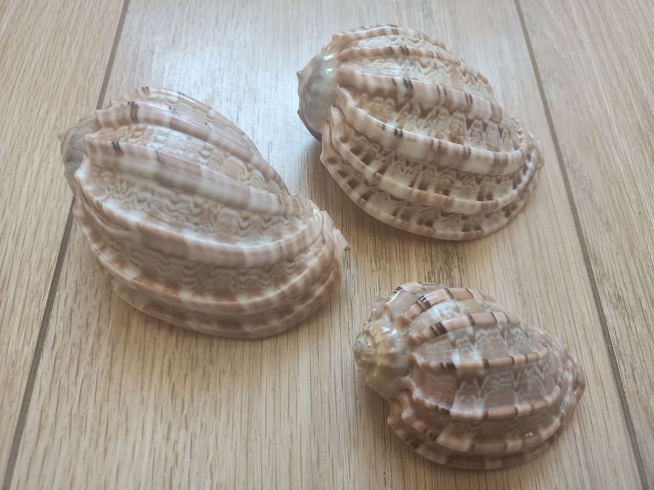 Ракушки от 1500 до 9000