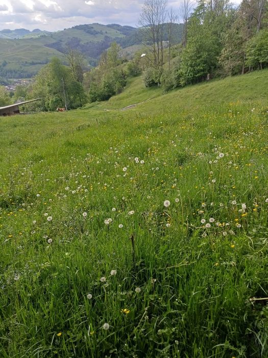 Teren de vanzare in Abrud jud Alba