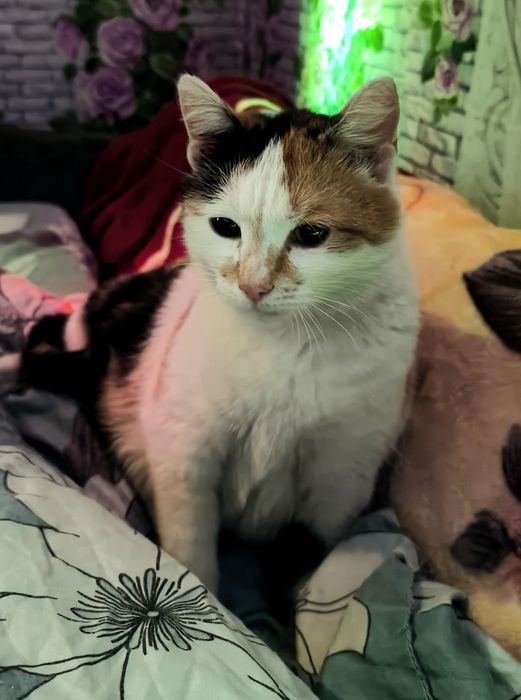 Пятнышко ищет свой дом!