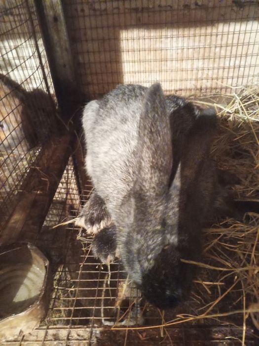 Продаются кролики